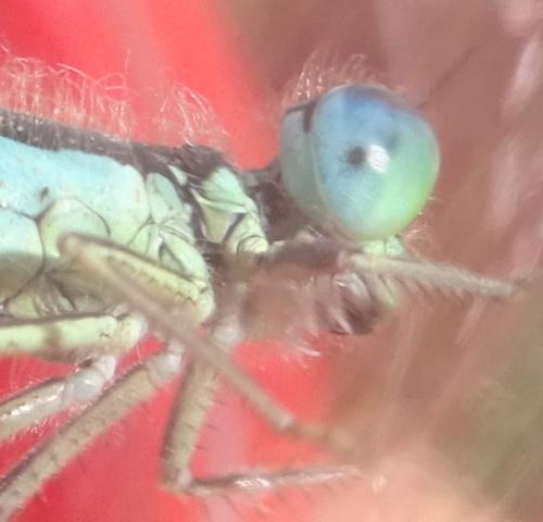 Ischnura graellsii